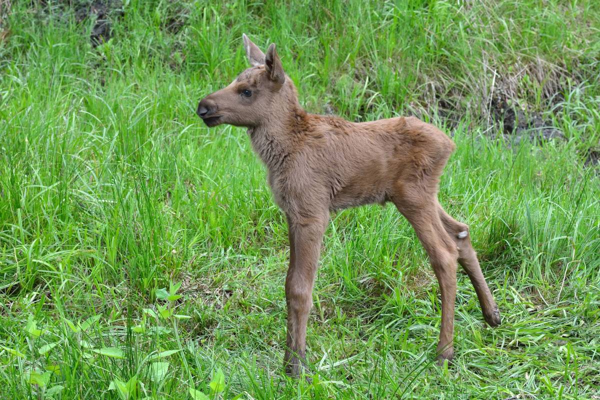 Video of Baby Moose Playing in a Pool Is Something We Don't See Every ...