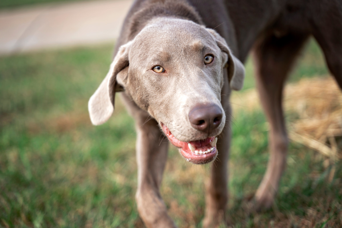 Vet's Office Shows the Reality of How Bad Table Scraps Are for Dogs