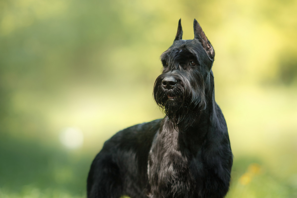 Video of Giant Schnauzer Being Carried in a Store Is Absolutely ...