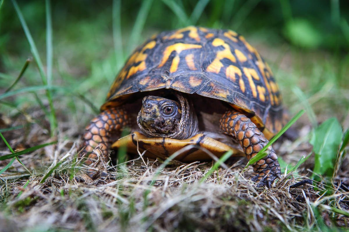 Turtle's Cute Obsession With One of His Caretakers Is Touching People's ...