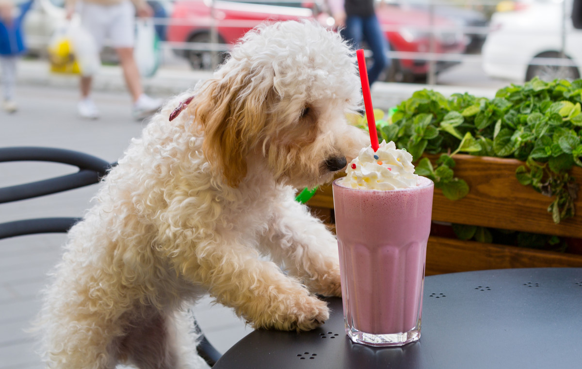 Video of Dog Trying Food From 'In-N-Out Burger's' Secret Menu Is Too ...