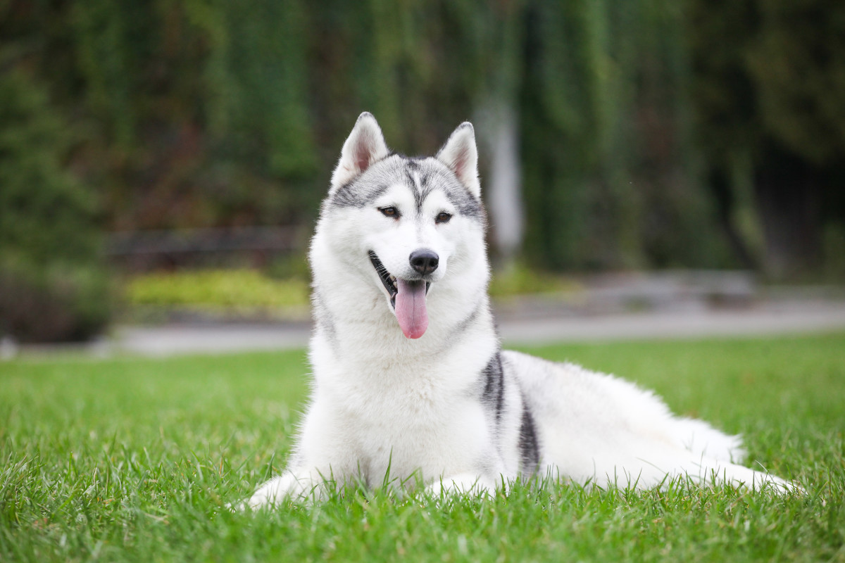 Epic Video of Husky Stealing Meat Straight Off the Grill Is Going Viral ...