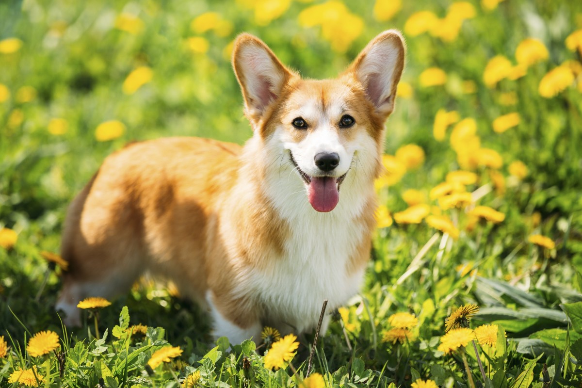 Corgi's Hilarious Attempt to Get German Shepherd to Play Has Us in ...