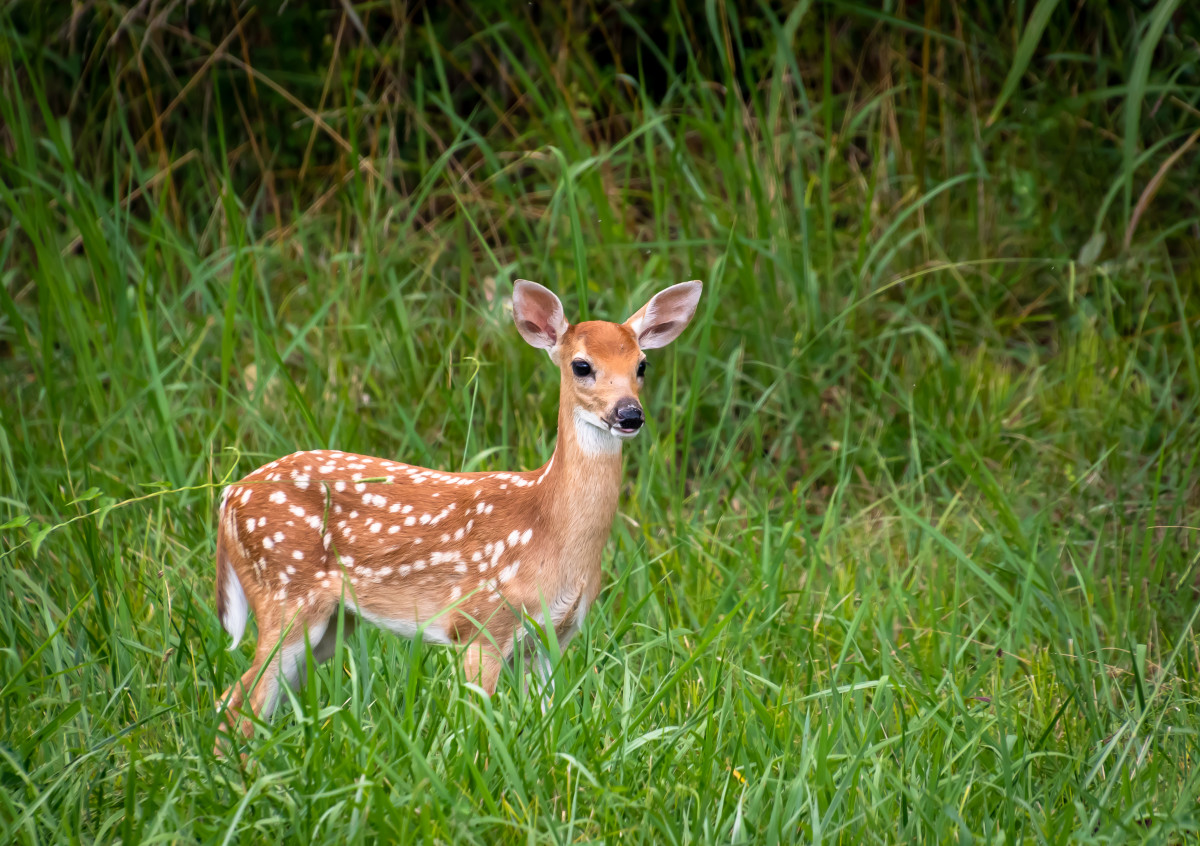 Family's Attempt to Rescue Baby Deer From Their Pool Has People Talking ...