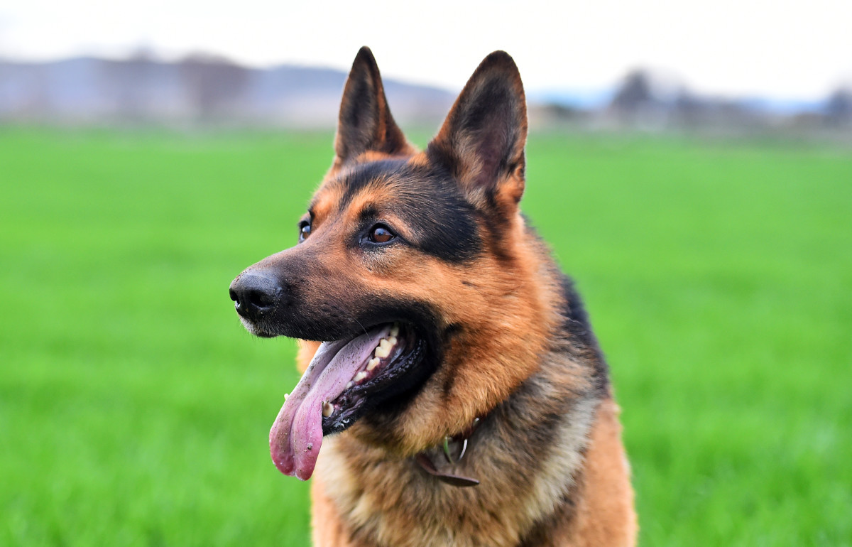 German Shepherd Who 'Thinks He's One of the Boys' Is a Total Legend ...