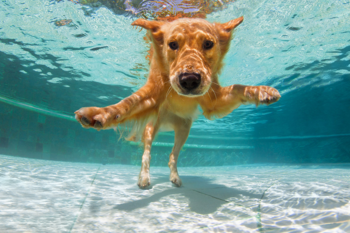 Video of Golden Retrievers Enjoying a 'Family Pool Day' Is the Stuff of