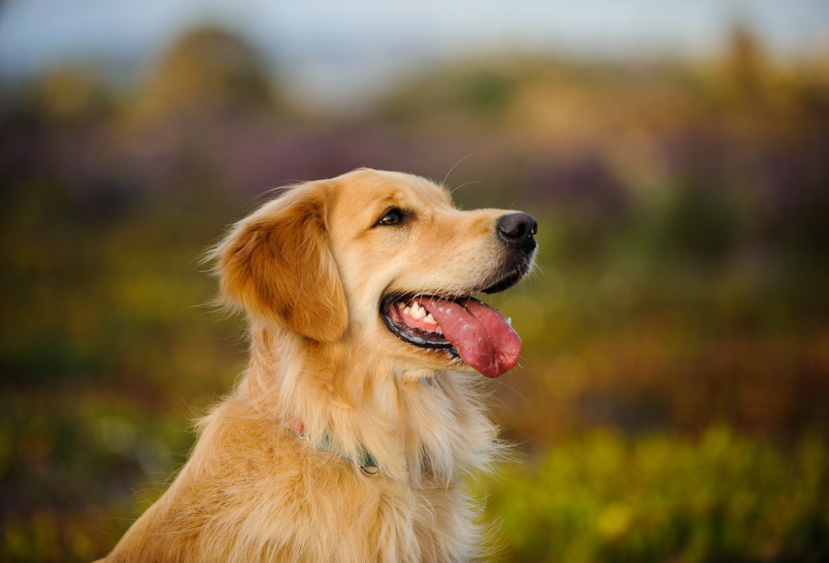 Golden Retriever's Gentle Interaction With Butterflies Is Simply