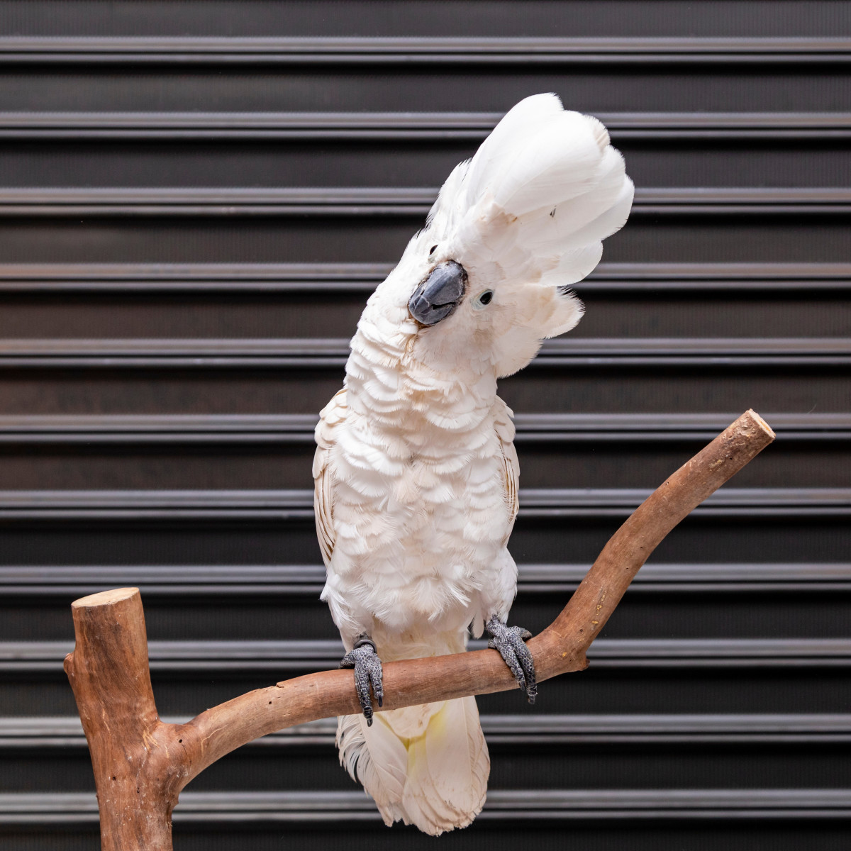 Video of Cockatoo Giving the Dog 'Dating Advice' Is the Content We're