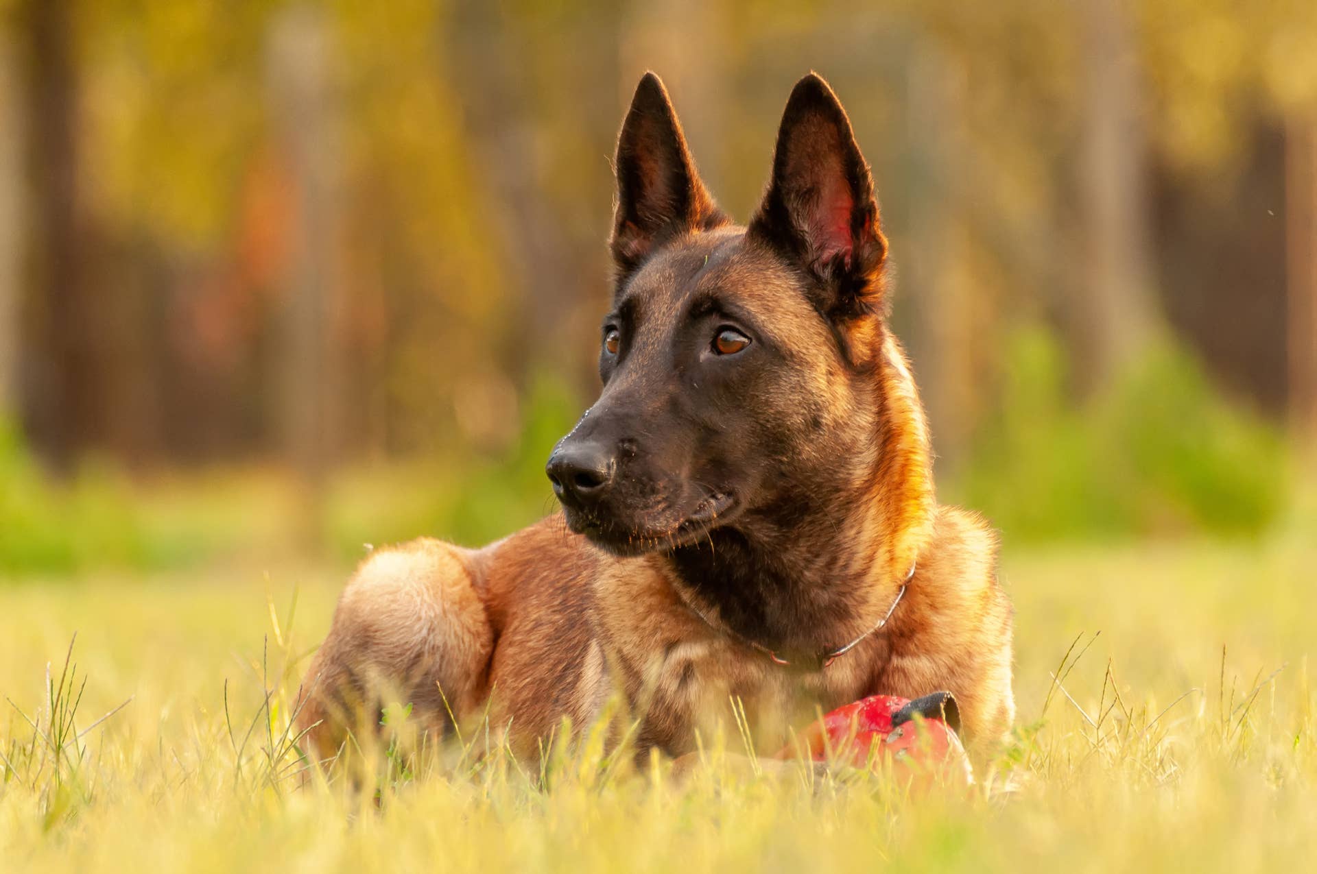 Video of K9 Dog Saying Goodbye to Officers Before His Passing Has Us