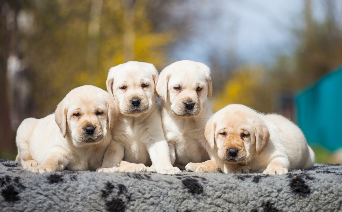 Video of Mama Dog Trying to Play With Her 4-Day Old Puppies Is ...