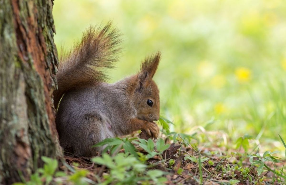 How Long Can a Squirrel Go Without Water? - PetHelpful