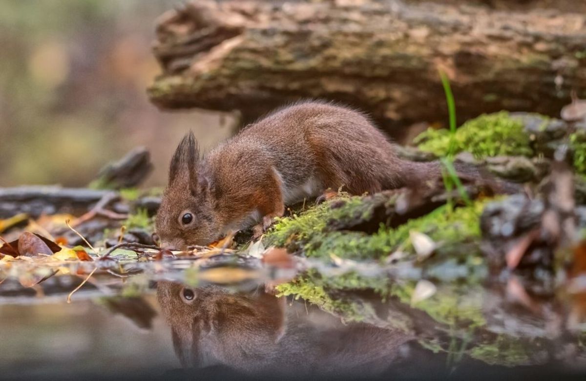 How Long Can a Squirrel Go Without Water? - PetHelpful