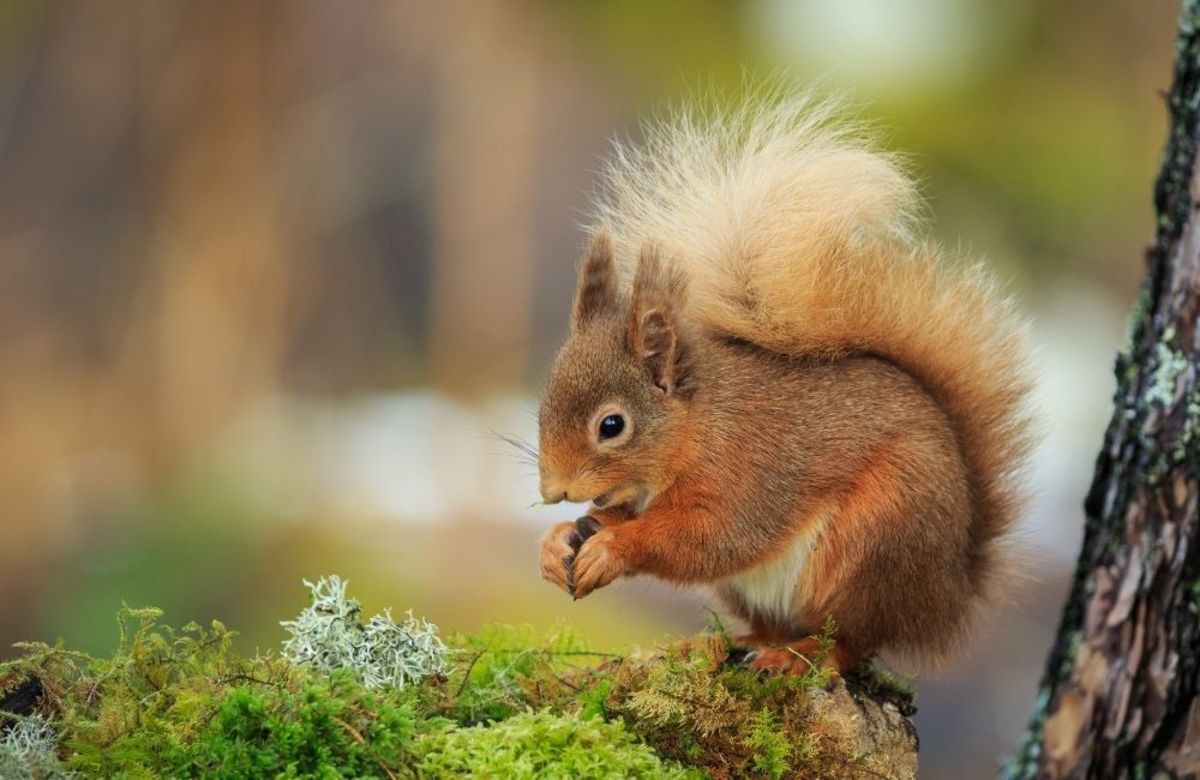 How Long Can a Squirrel Go Without Water? - PetHelpful