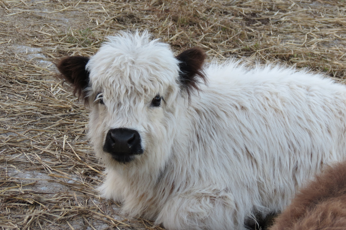 Rare breed rumours  Fluffy cows, Miniature cows, Cute baby cow