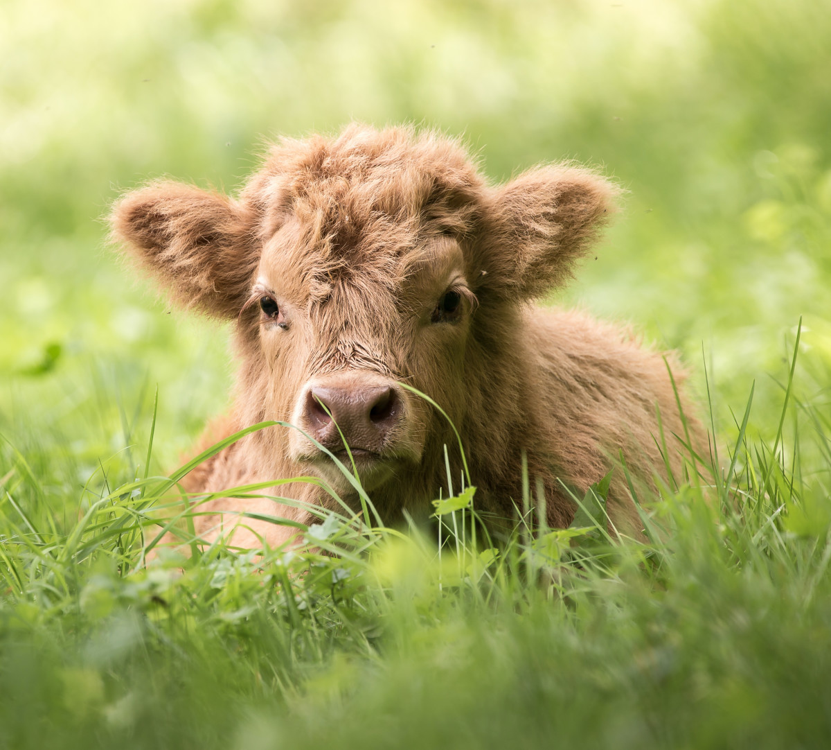 Gorgeous Baby Cow Looks Like A Summertime Goddess In Viral Video ...