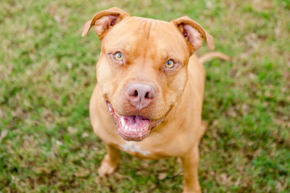 Pit Bull's Reaction to Finding Abandoned Kittens Is Touching Everyone's ...