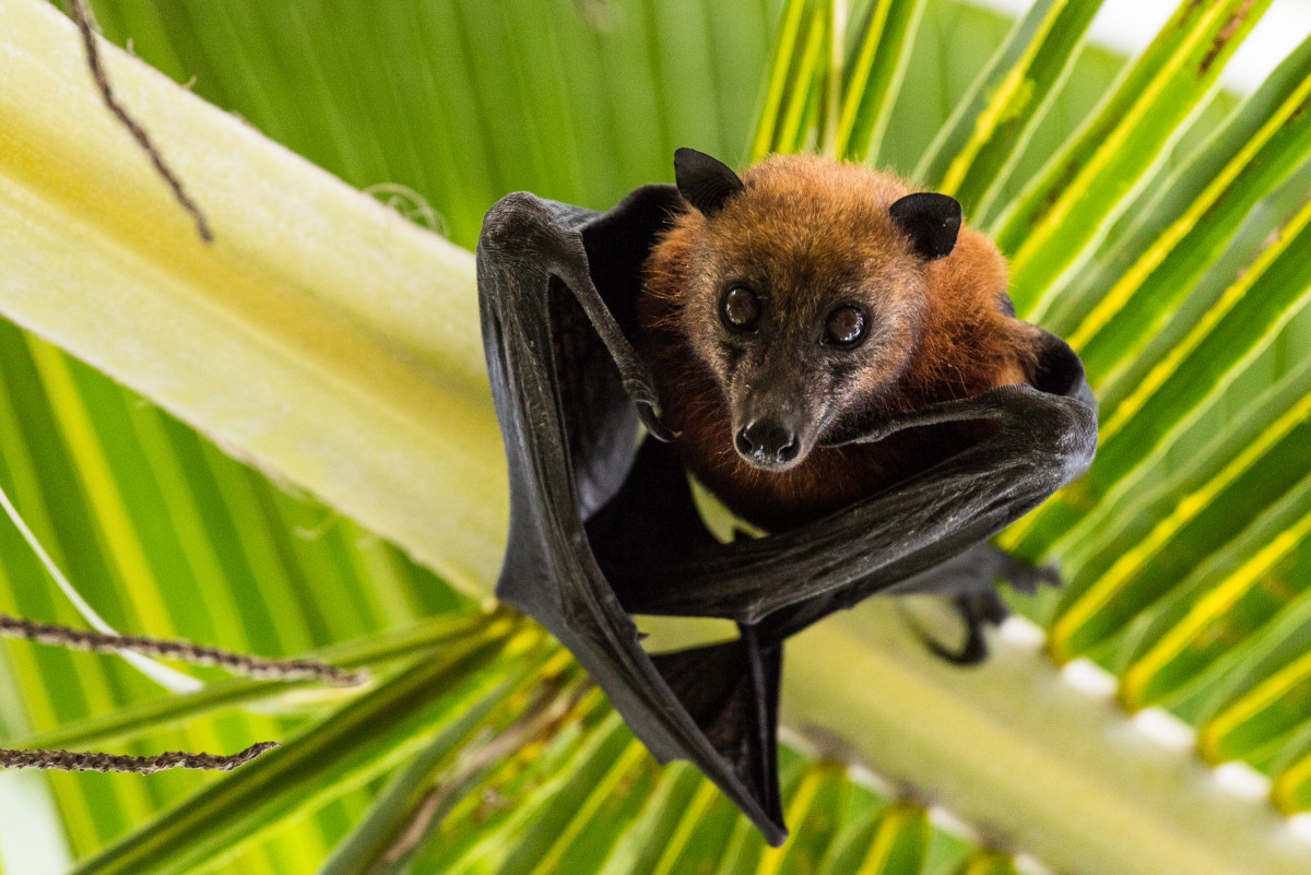 Video of Rescued Fruit Bat Getting Its First Taste of a Banana Is So ...