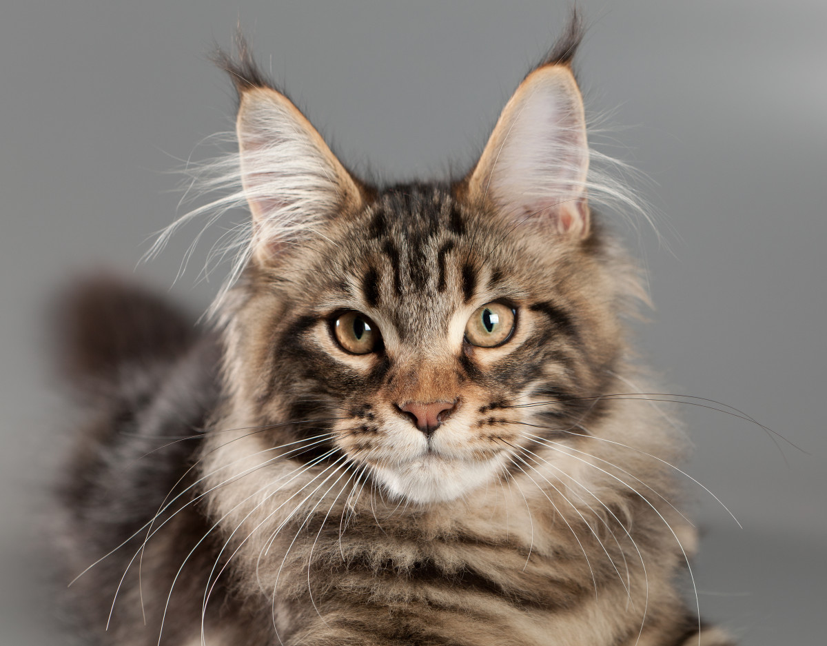 Maine Coon Cat's Unexpected Meow Has Everyone in Awe - PetHelpful News