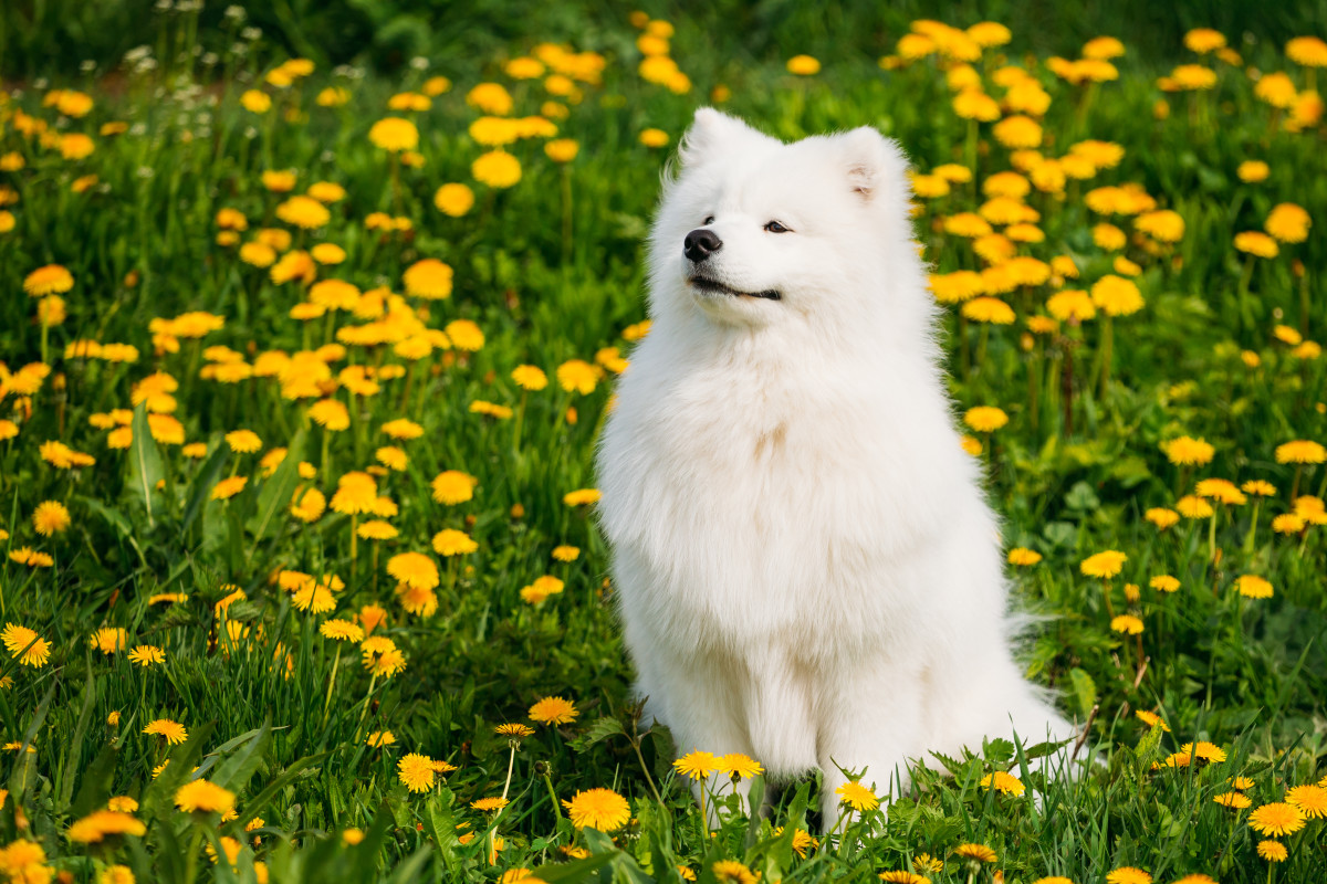 Video of Samoyed Patiently Waiting for a Cone From the Ice Cream