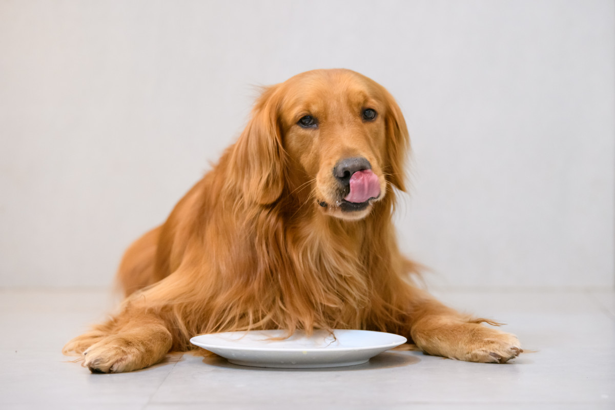 Golden Retriever's Disgusted Reaction to an Orange Is Cracking Us Up ...