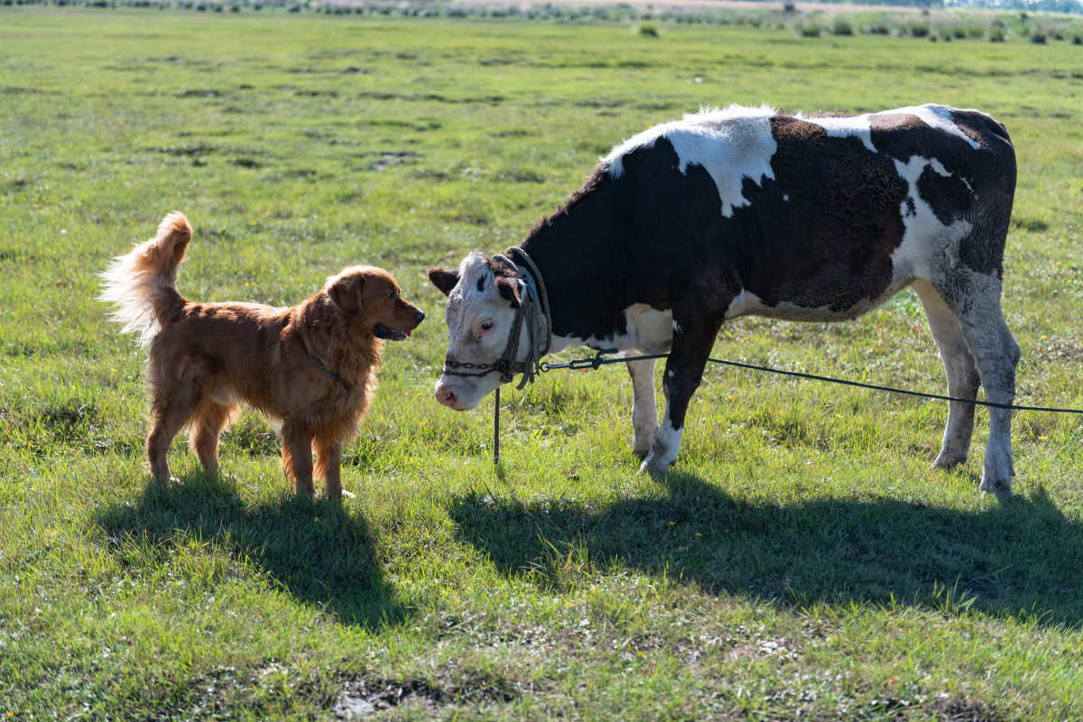 Cows' Sweet Reactions to Seeing Their Favorite Dog Are About As Good As ...