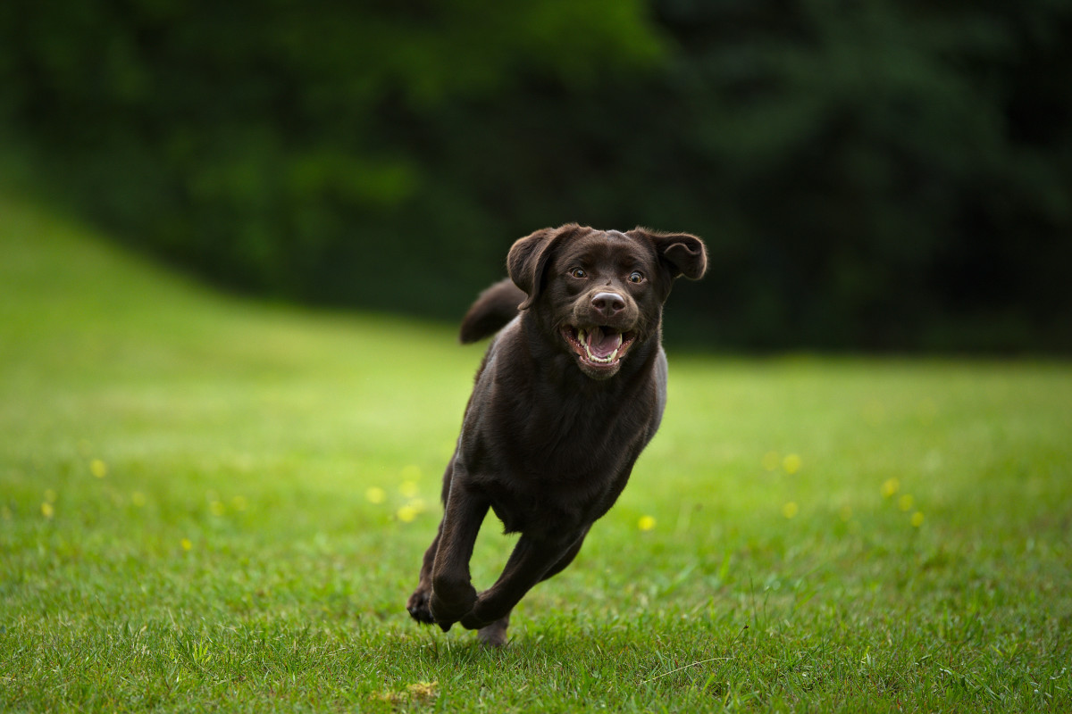 Video of Durham Bulls Baseball Team's 'Bat Dog' Has People Cheering