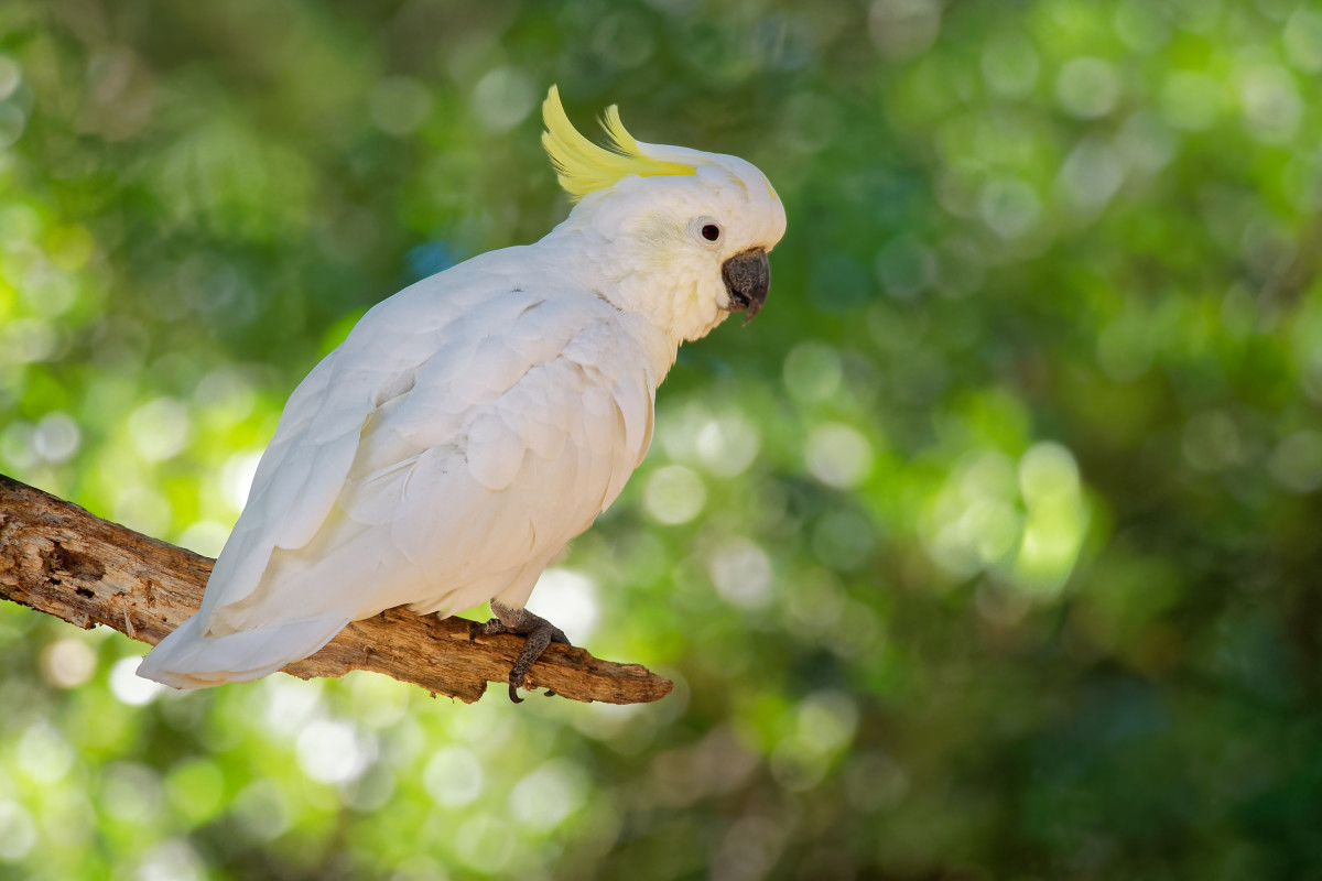 Video of Cockatoo Enjoying a 'McDonald's' Hash Brown Is the Gift That