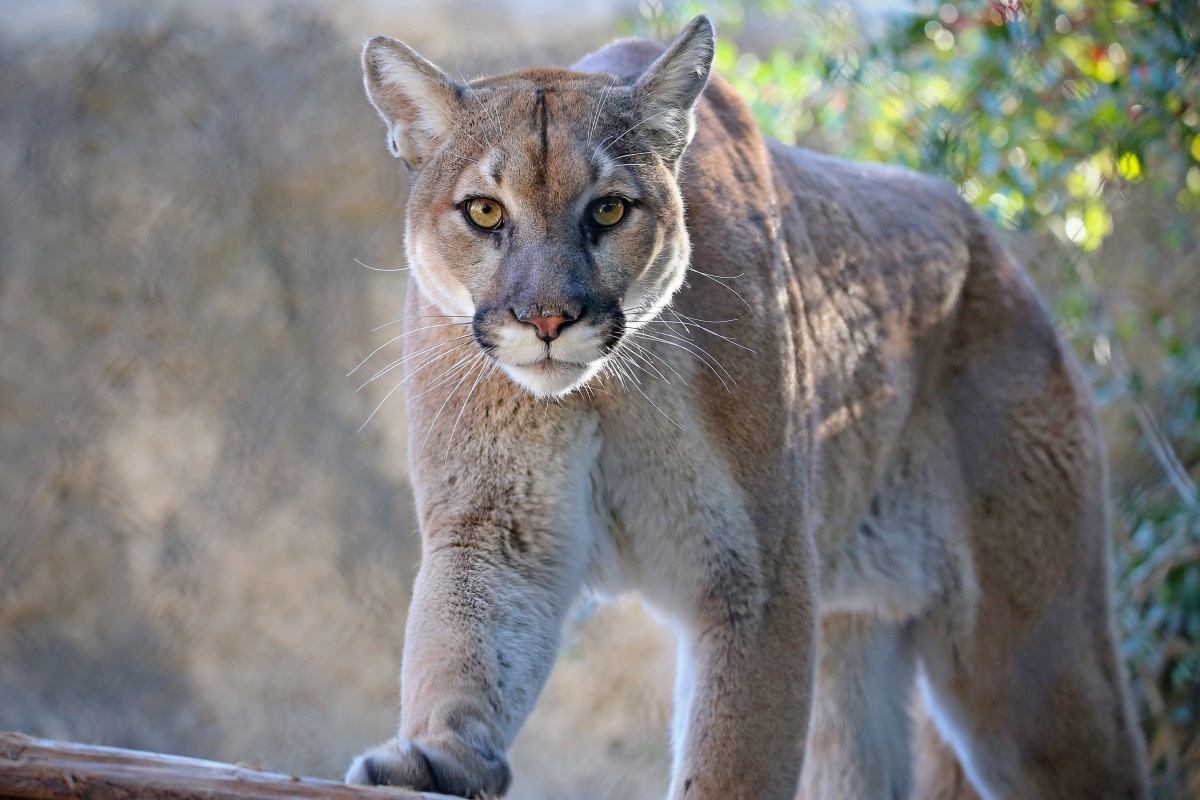 Hiker's Video of Mountain Lion Watching Him on a Trail Serves As an ...