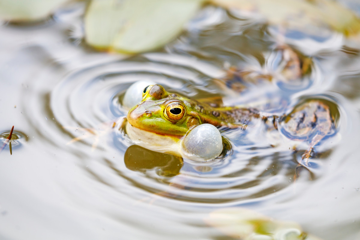 Video of Dozens of Frogs Invading Woman's Pool Is Going Viral