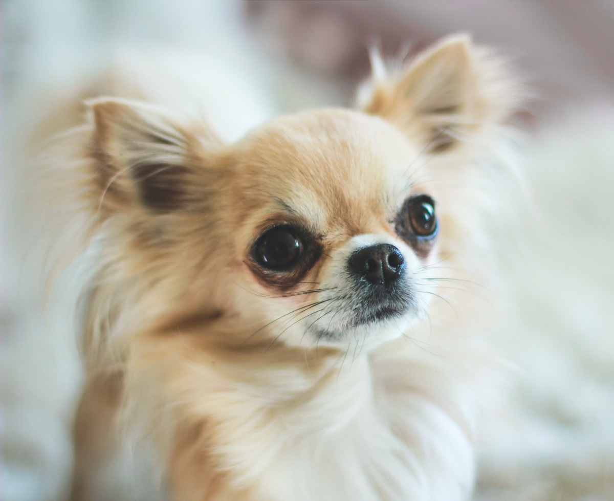 Video of Tiny Chihuahua Smelling the Garden Flowers Is Going Viral ...