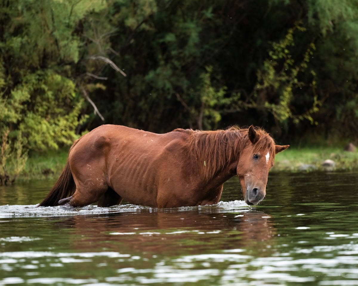 Video of Horse Enjoying a Swim in the River Is Making Everyone Smile
