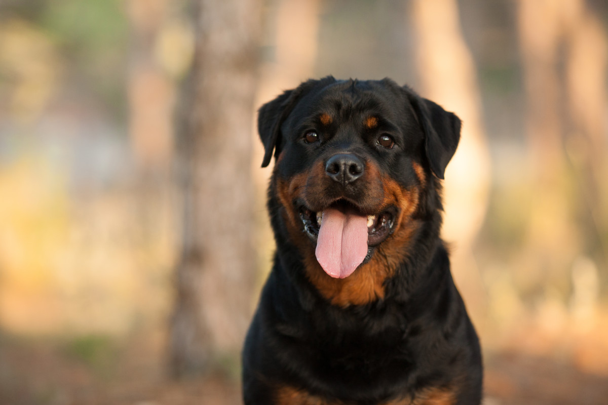 Daddy Rottweiler's Reaction to Meeting His Puppies for the First Time ...