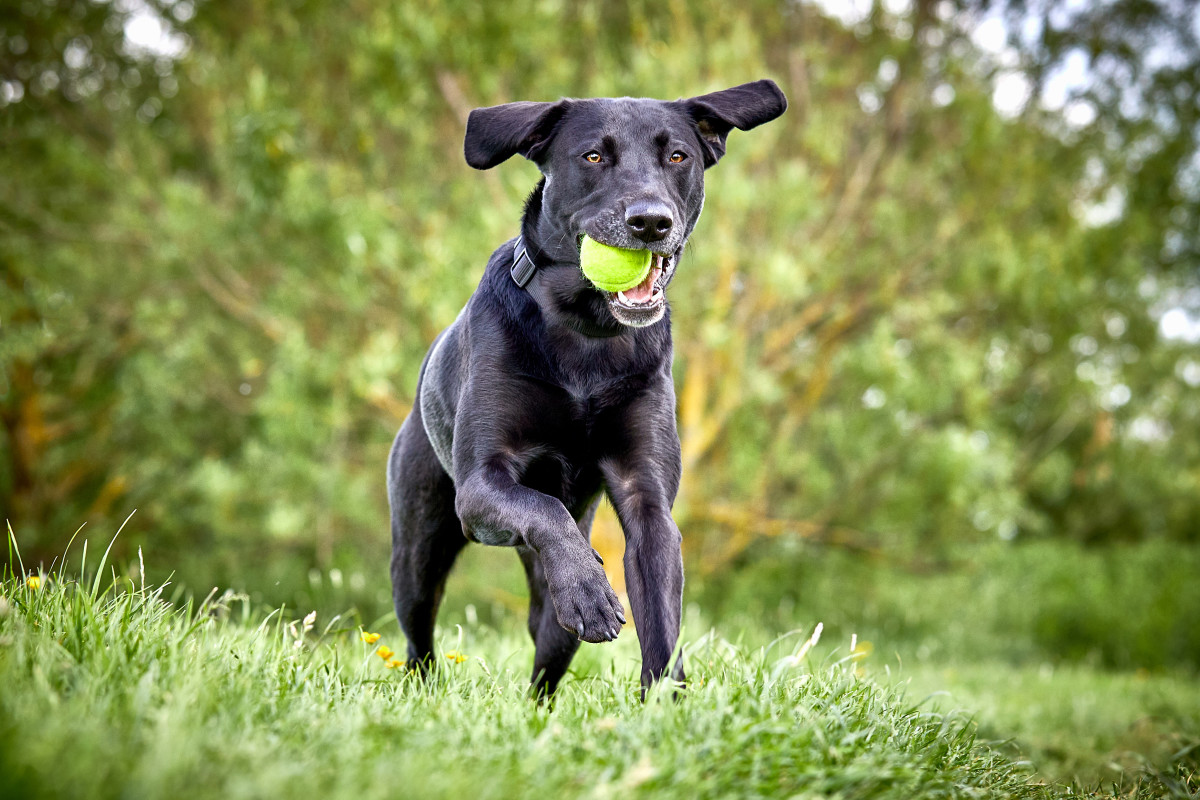 Black Labrador 'Plays Fetch With Himself' and People Can't Get Enough ...