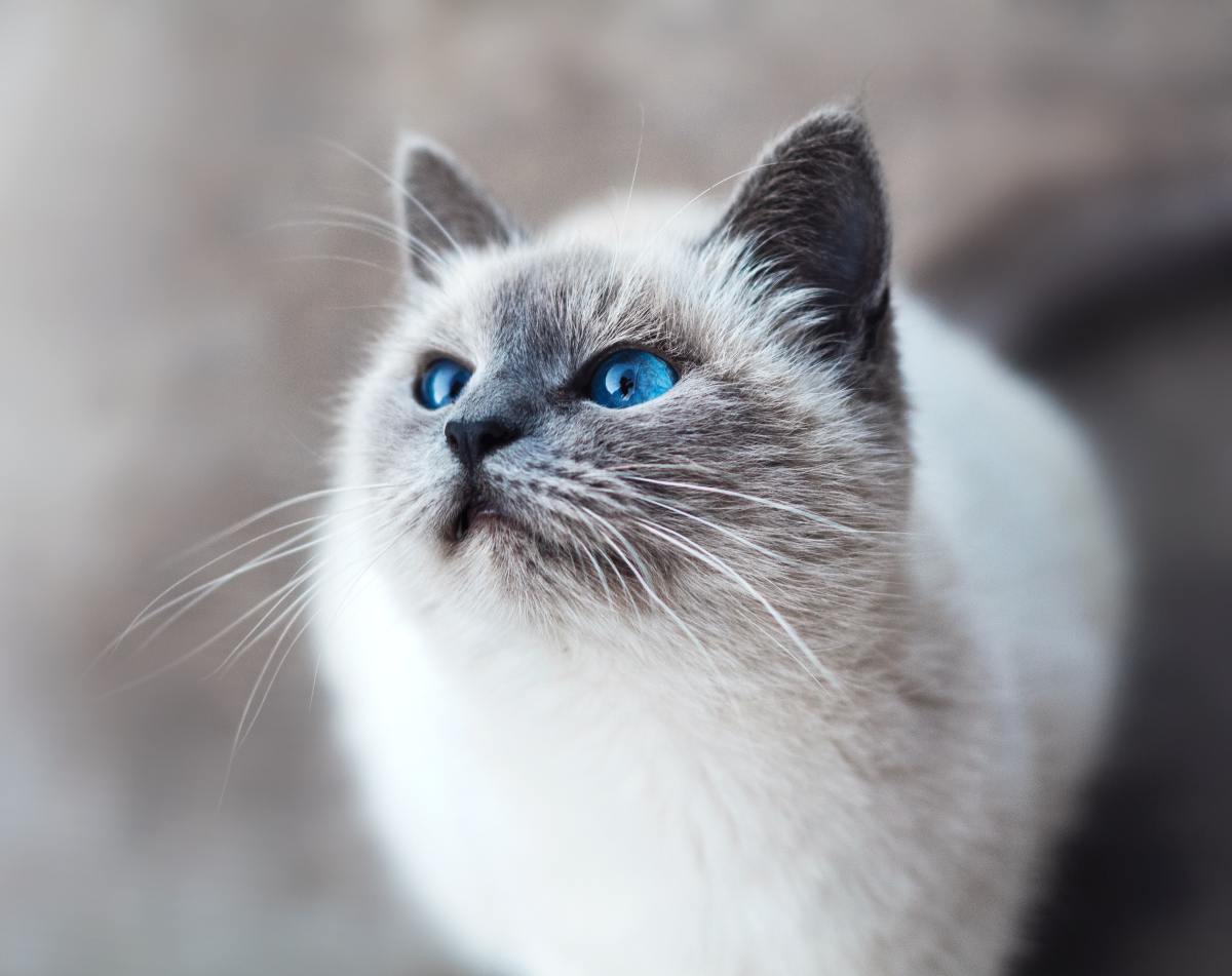 Cat Gets Caught Rolling Around in Piles of Catnip and Mom's Reaction Is ...