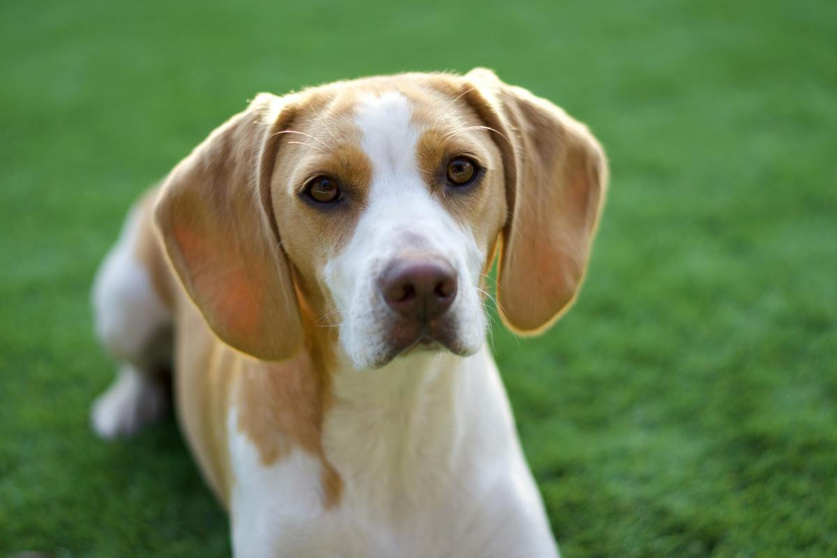 Rescued Beagle's Reaction to Finally Having Her Own Back Yard Is Simply ...