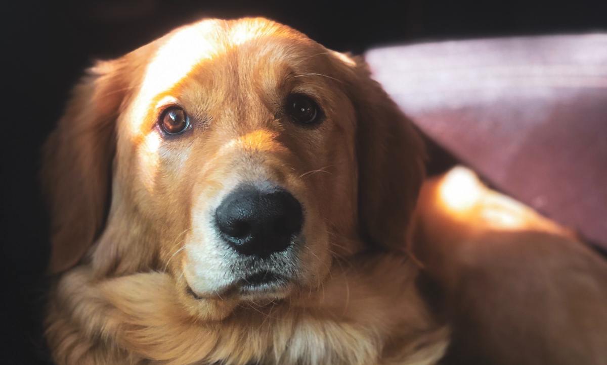 Golden Retriever's Reaction to Her First 'InNOut' Puppy Patty Is Way Too Cute PetHelpful News