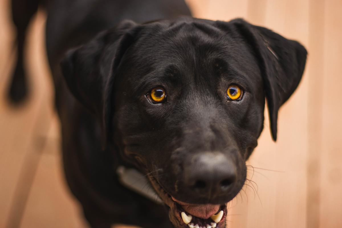 Lonely Dog's Trip to the Pub Is So Full of Holiday Feels - Pet News