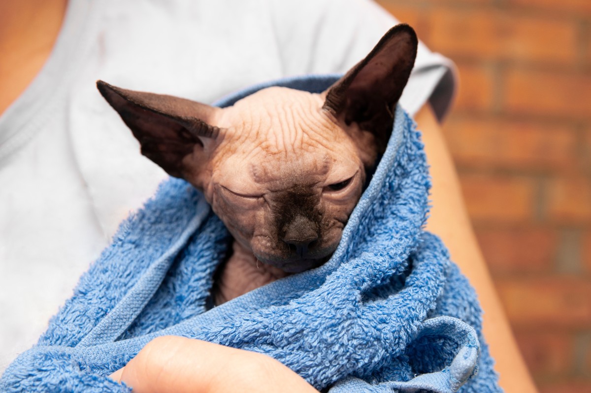 Sphynx Cat's Weird Yet Adorable Sleeping Position Is Quickly Going