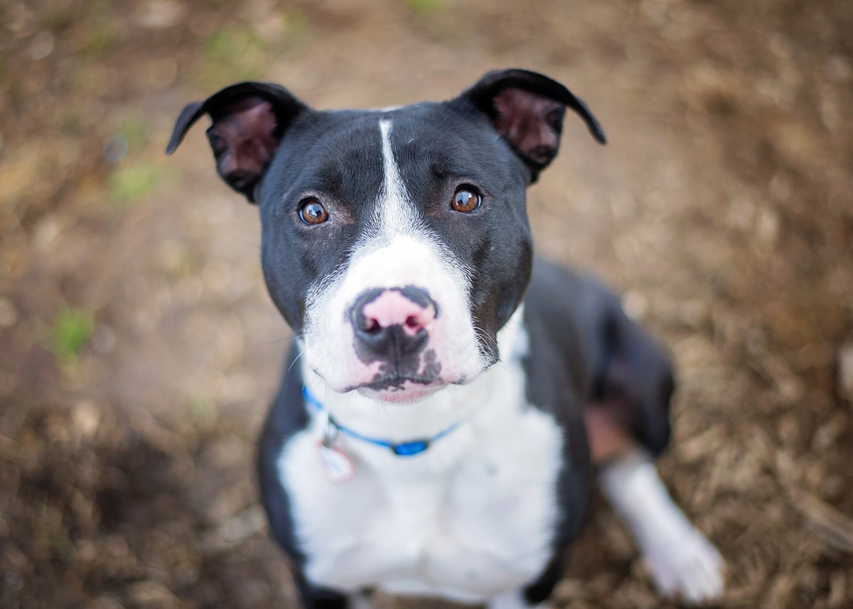 Dog Who's Been at Rescue for Over a Year Keeps Watching Other Pups Get ...