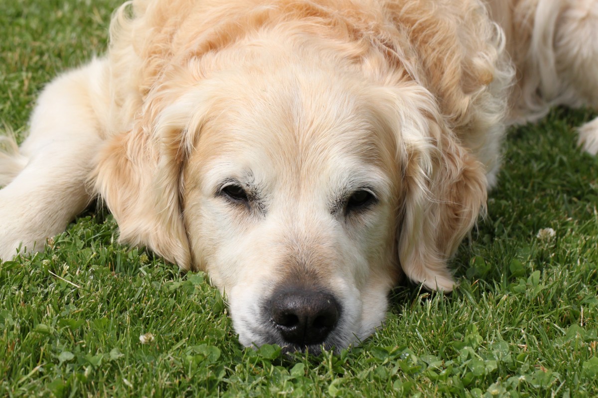 Golden Retriever Tries to Get Away With Stealing Baby's Toys and We Can ...