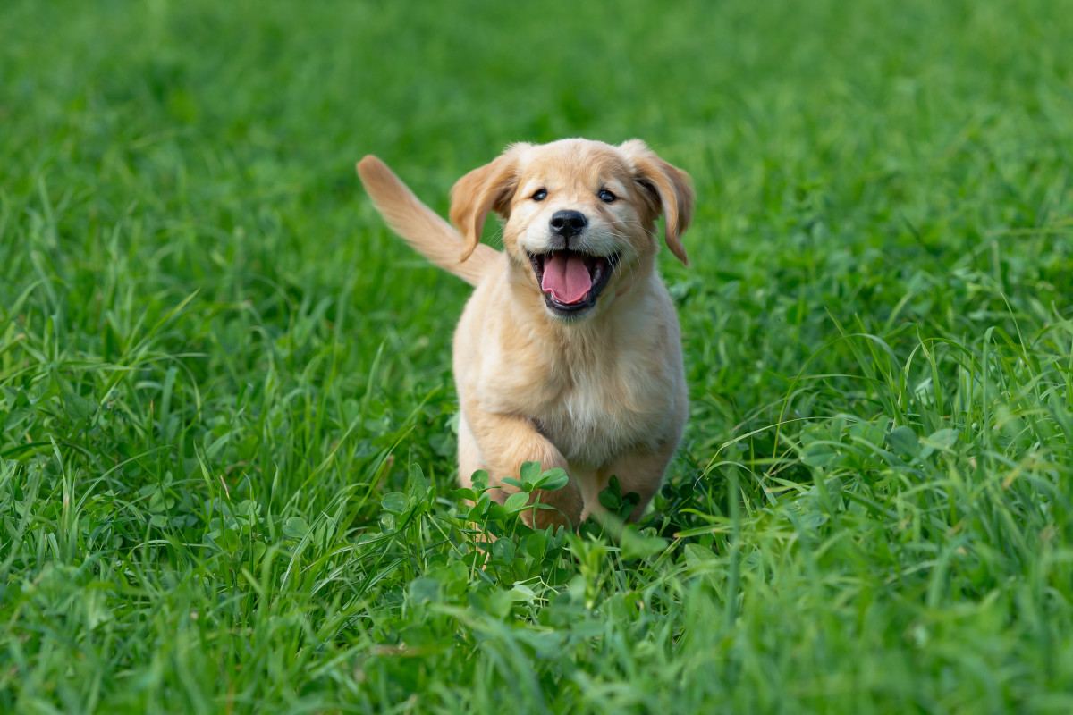 Video of Woman Meeting Her New Golden Retriever Puppy Gives Us All the ...