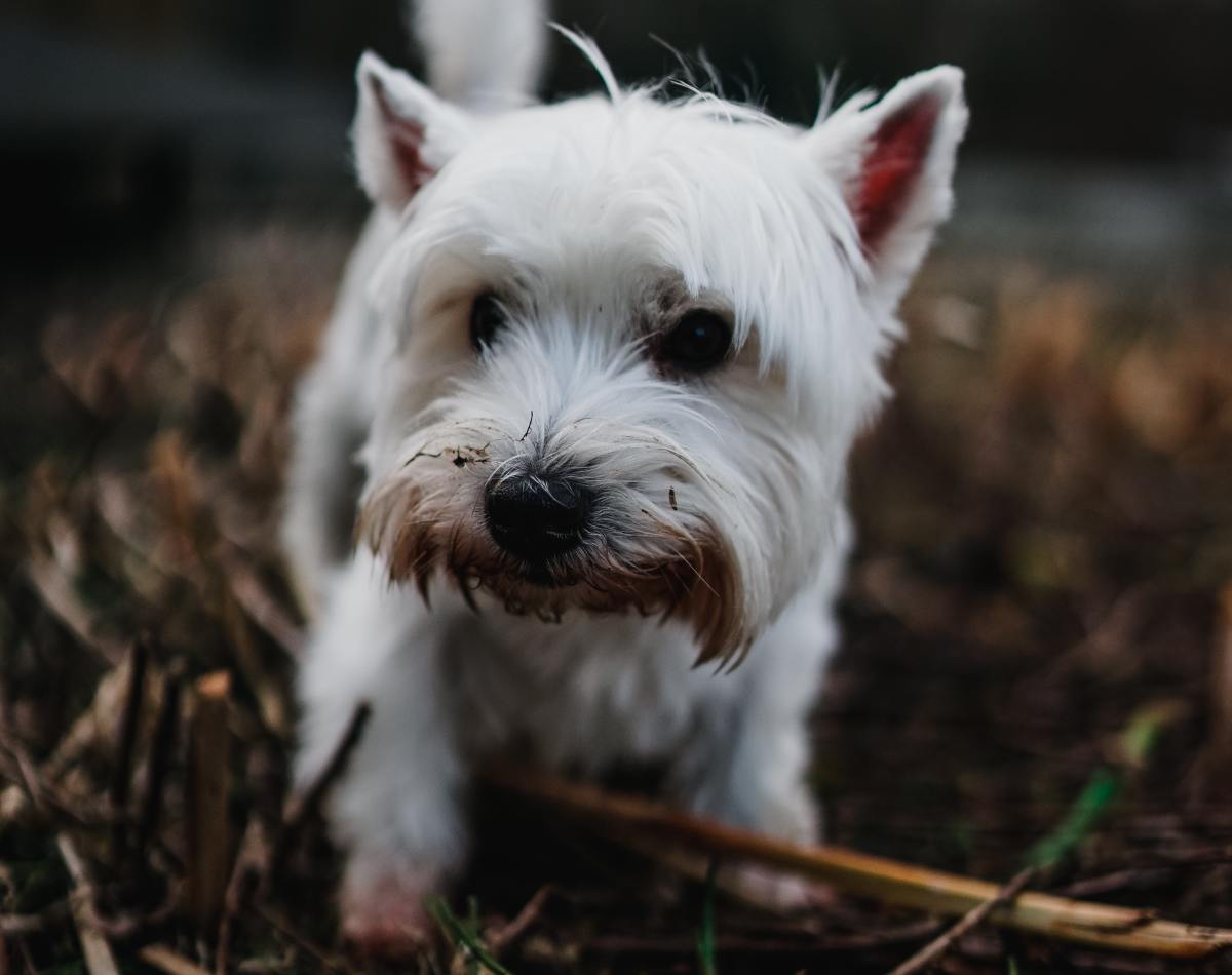 Pet Psychic Reveals Whether or Not Animals Can See Ghosts and We're