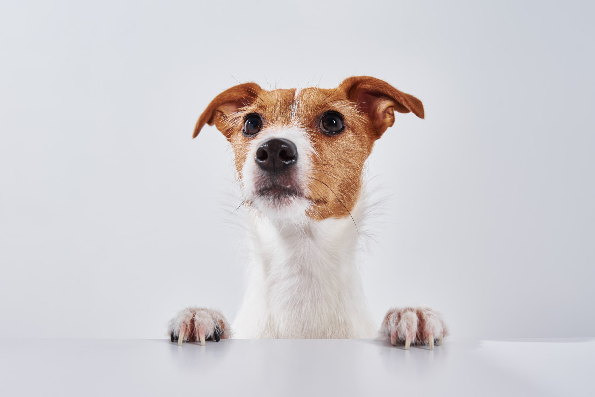 Video of Dog Getting Served at a Bar Is Absolutely Priceless - Pet News