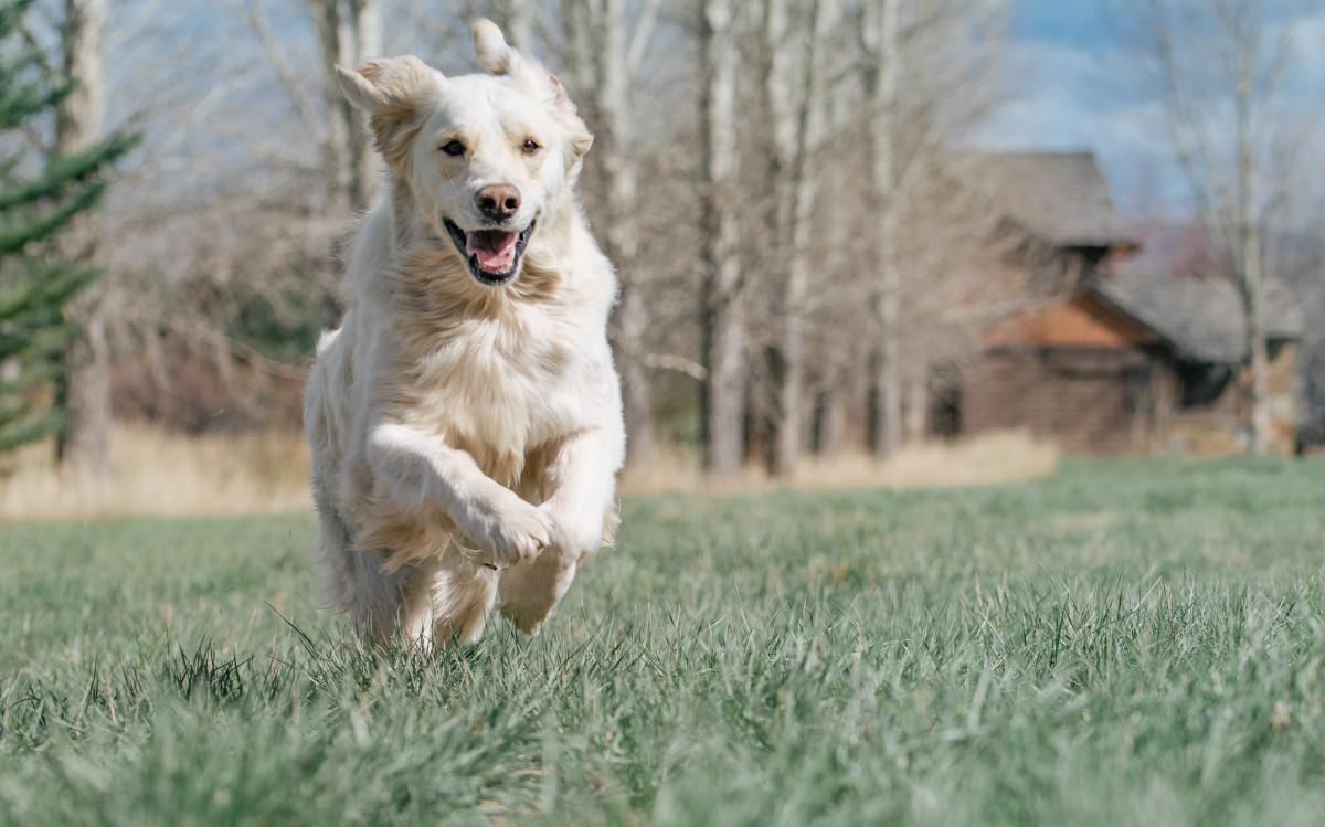 Dog's Adorable Response to Thinking He's Home Alone Couldn't Be More ...