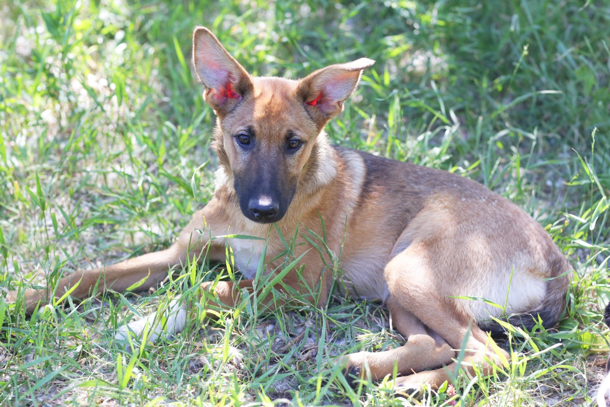 Woman's Story of Bringing Her Rescue Dog From Turkey to England Has