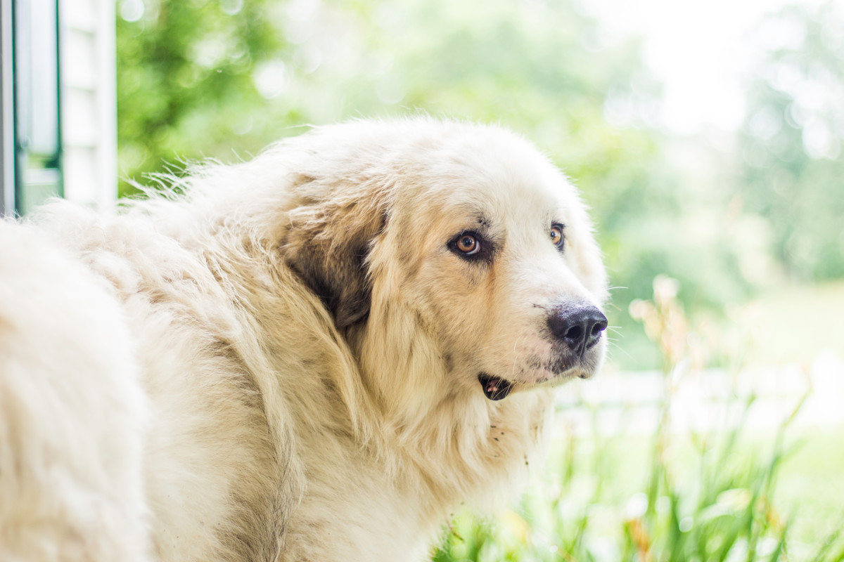 Great Pyrenees 'Scolds' Newfoundland for 'Messing With His Goats' and ...