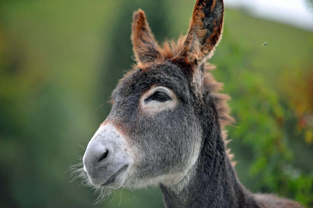 Video of Baby Running Up to Greet a Donkey Is the Dose of Cute We All ...