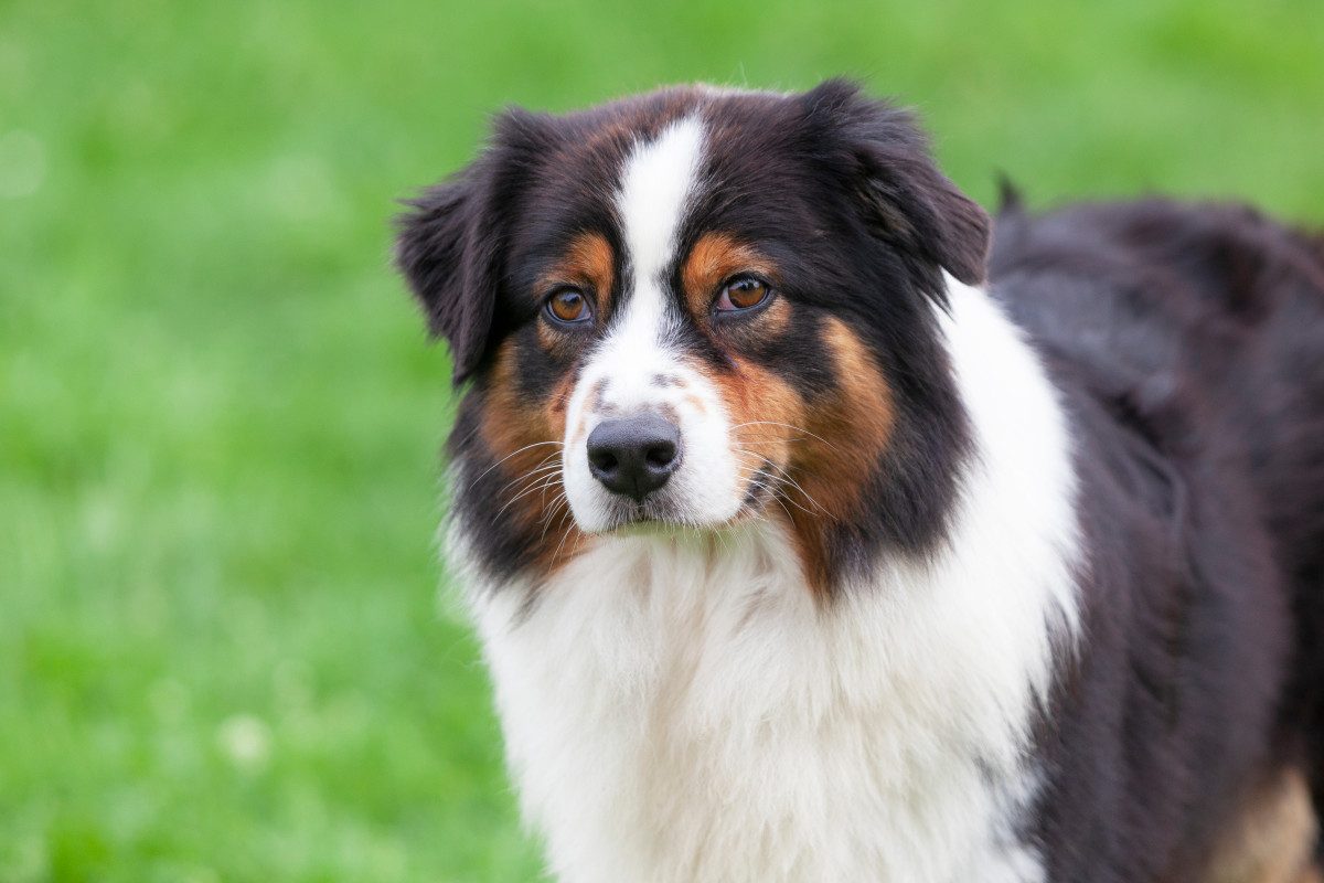 Australian Shepherd's Reaction to Trying Chicken and Rice for the First ...