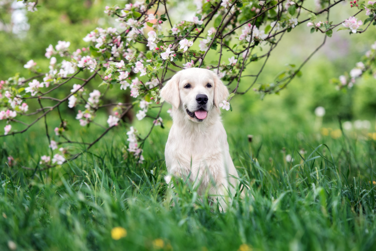 Moment Adopted Golden Retriever Realizes He Finally Has a Forever Home ...