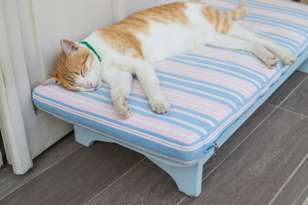 Pet Supply Company Showcasing Cat Bunk Bed Has Us Saying 'Just Take Our